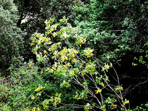 automne