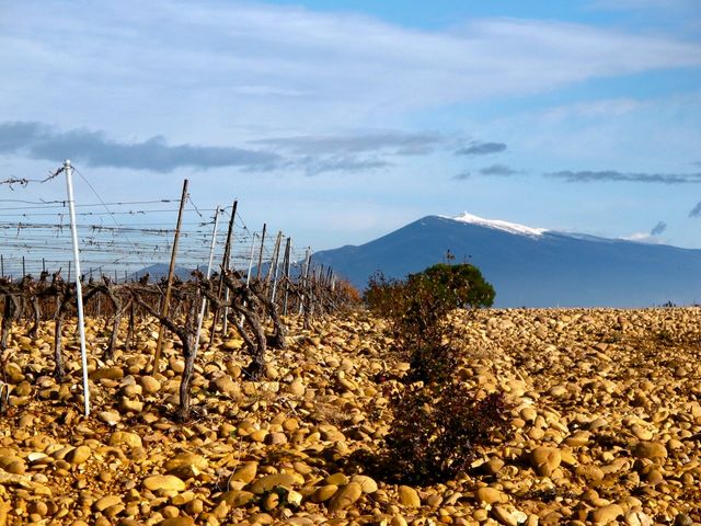vignes