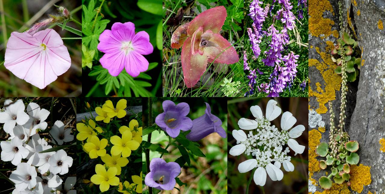 fleurs