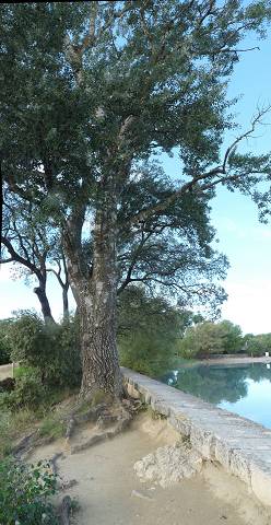 arbre