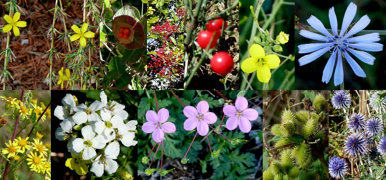 fleurs