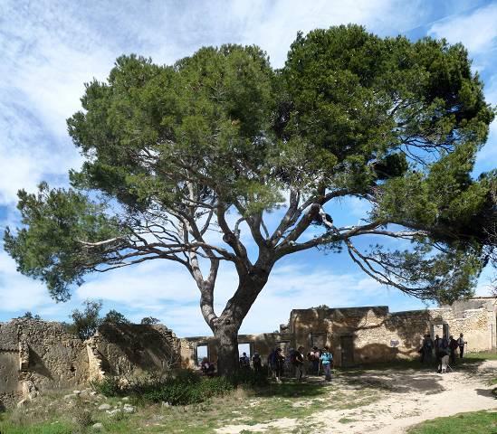 Pastorale