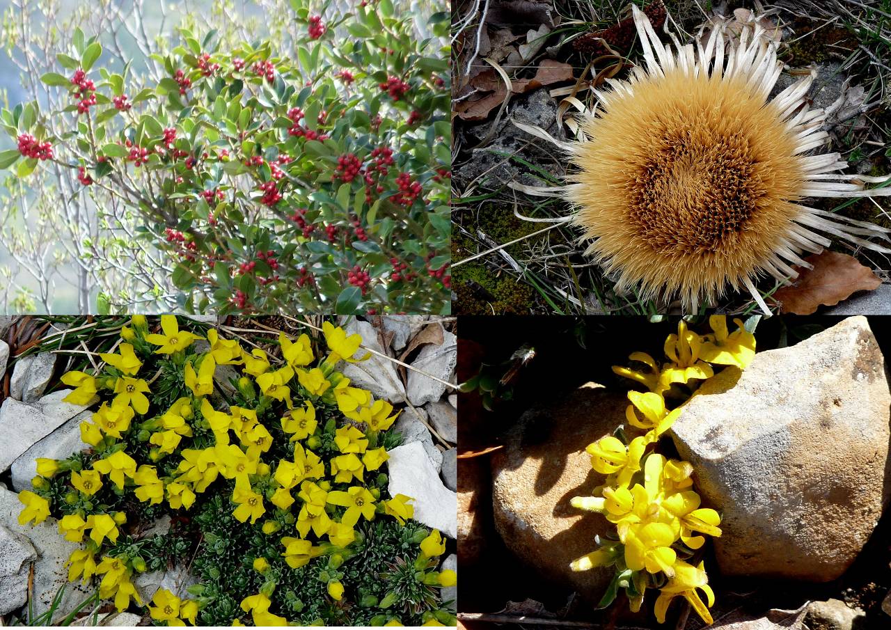 fleurs