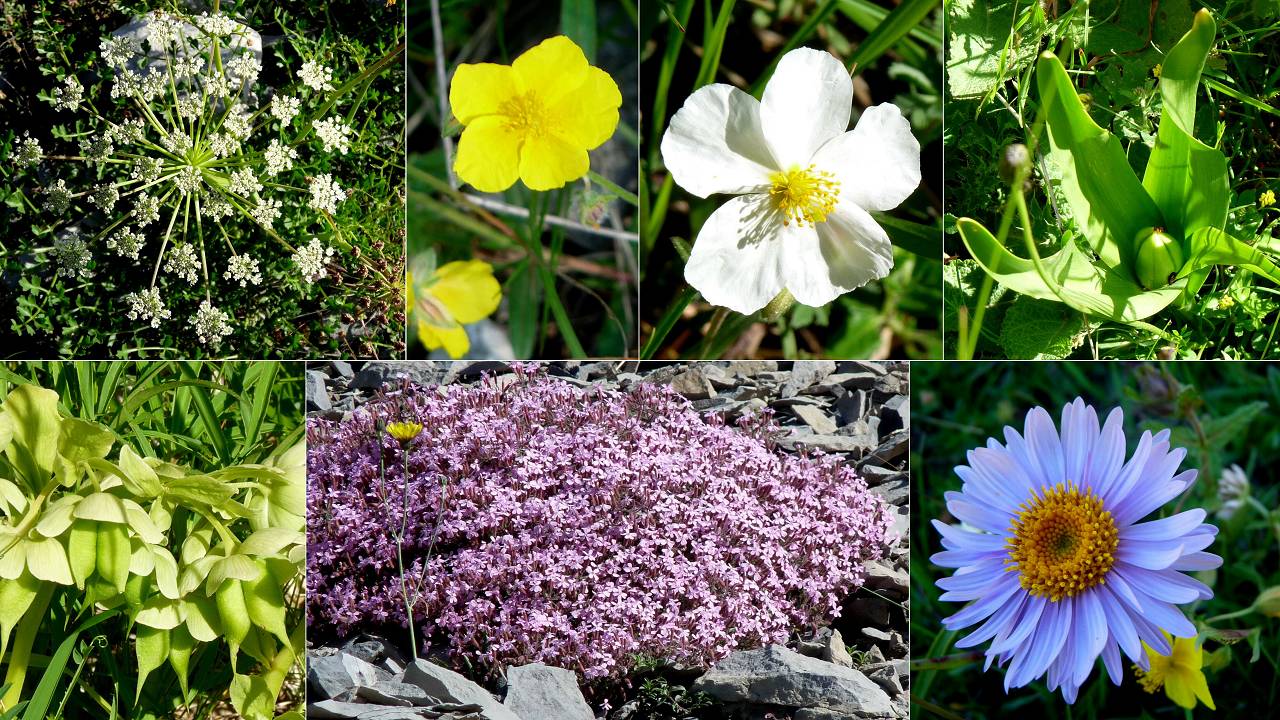 fleurs