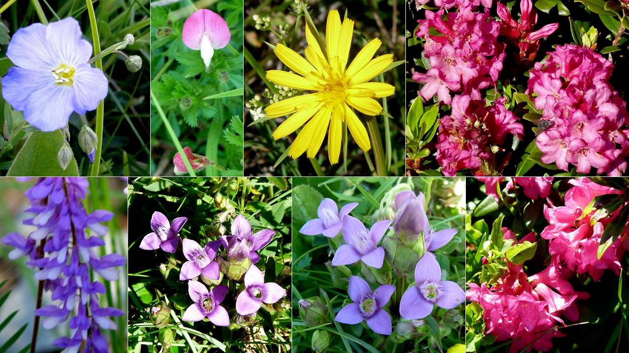 fleurs