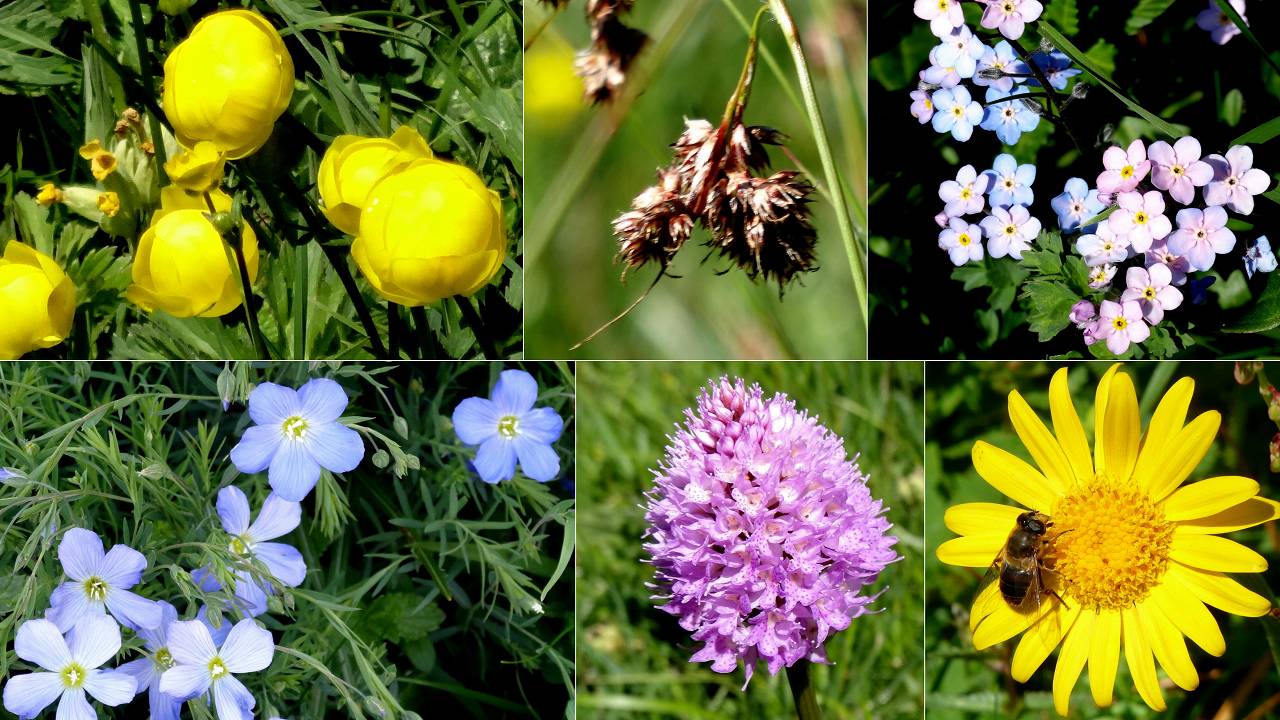 fleurs