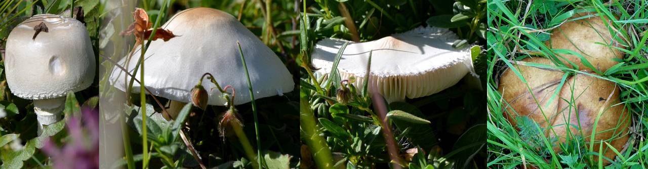 Champignons