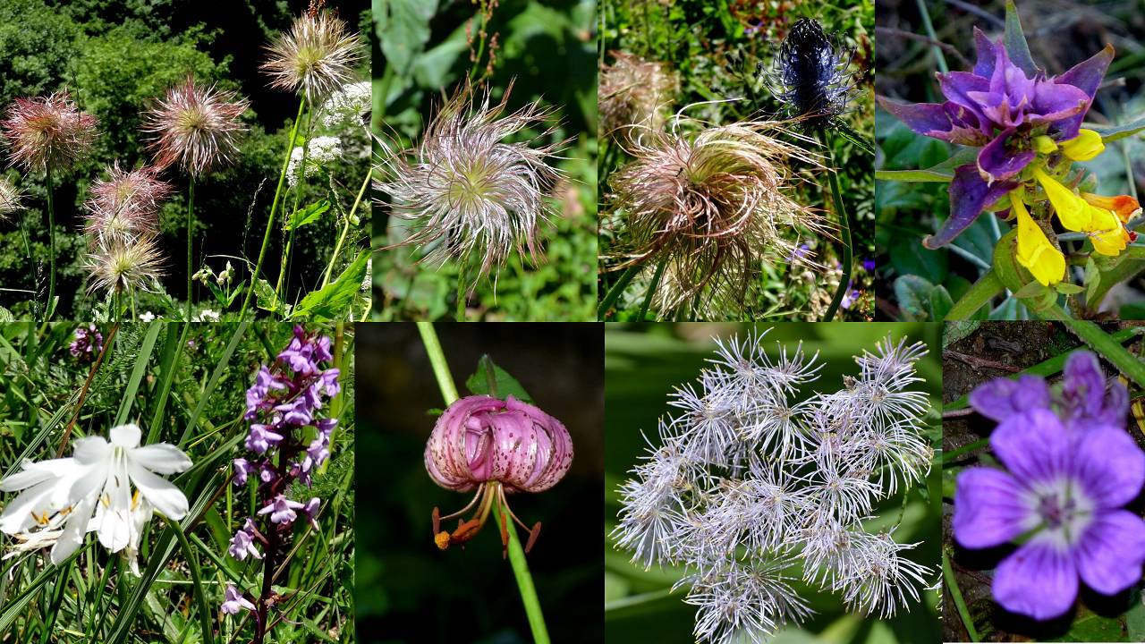 fleurs