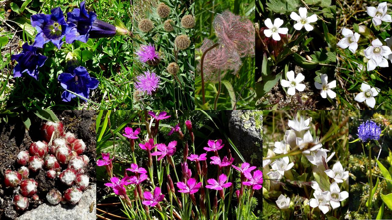 fleurs
