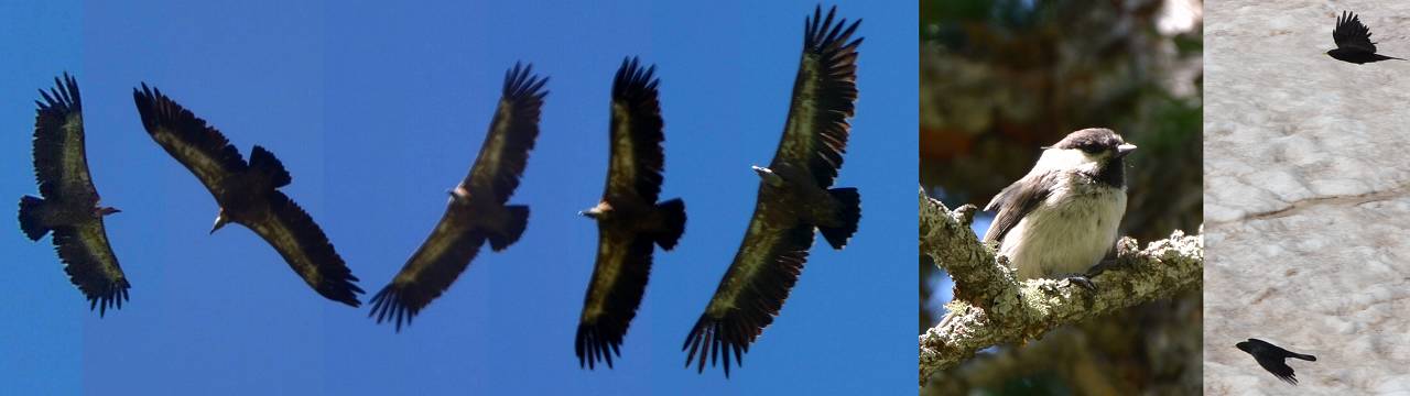 Aigle