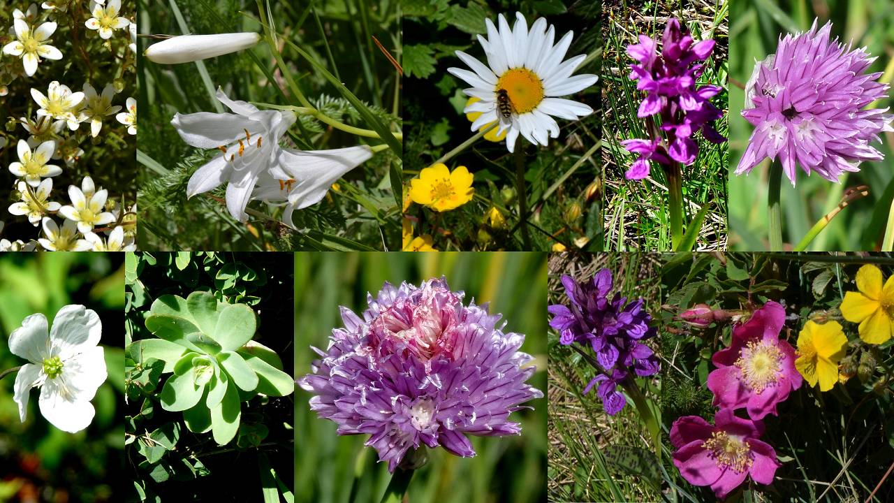 fleurs
