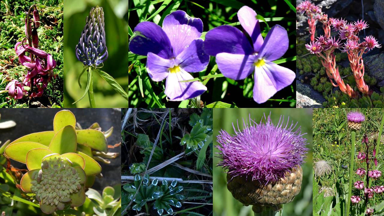 fleurs