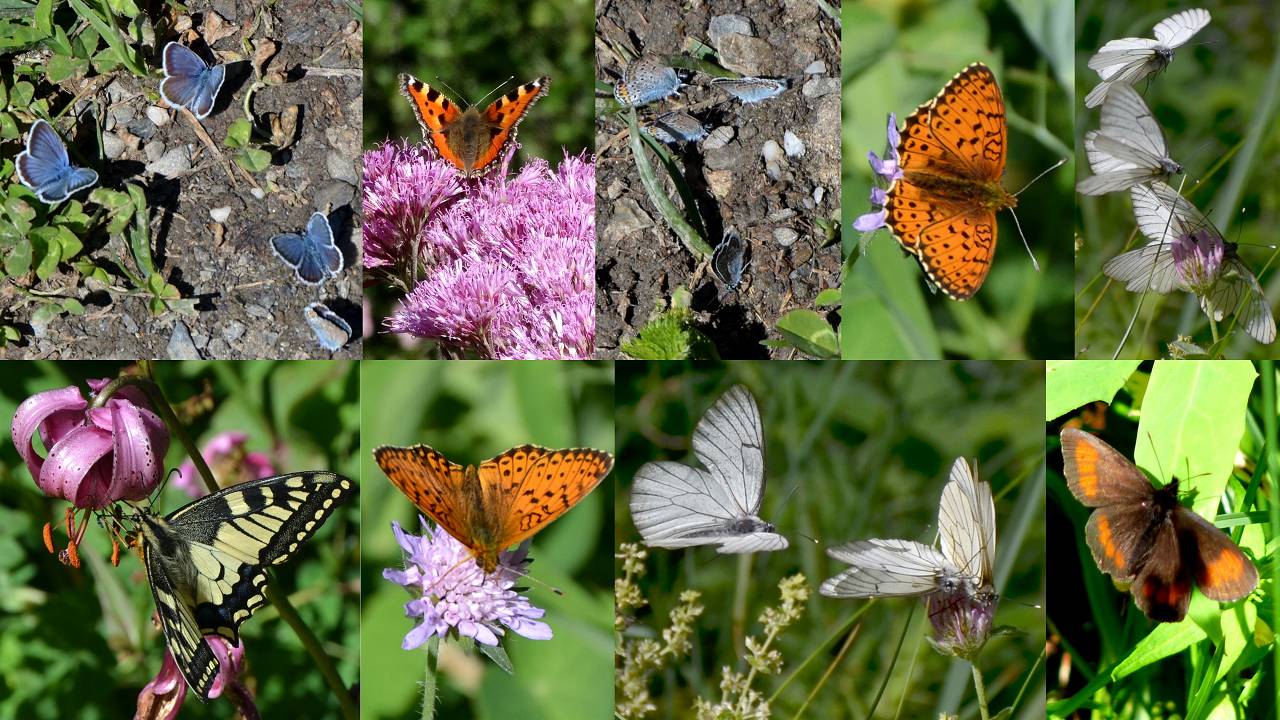 Papillons
