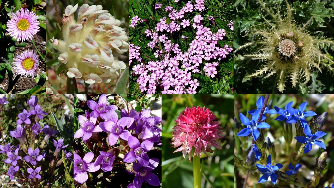 fleurs