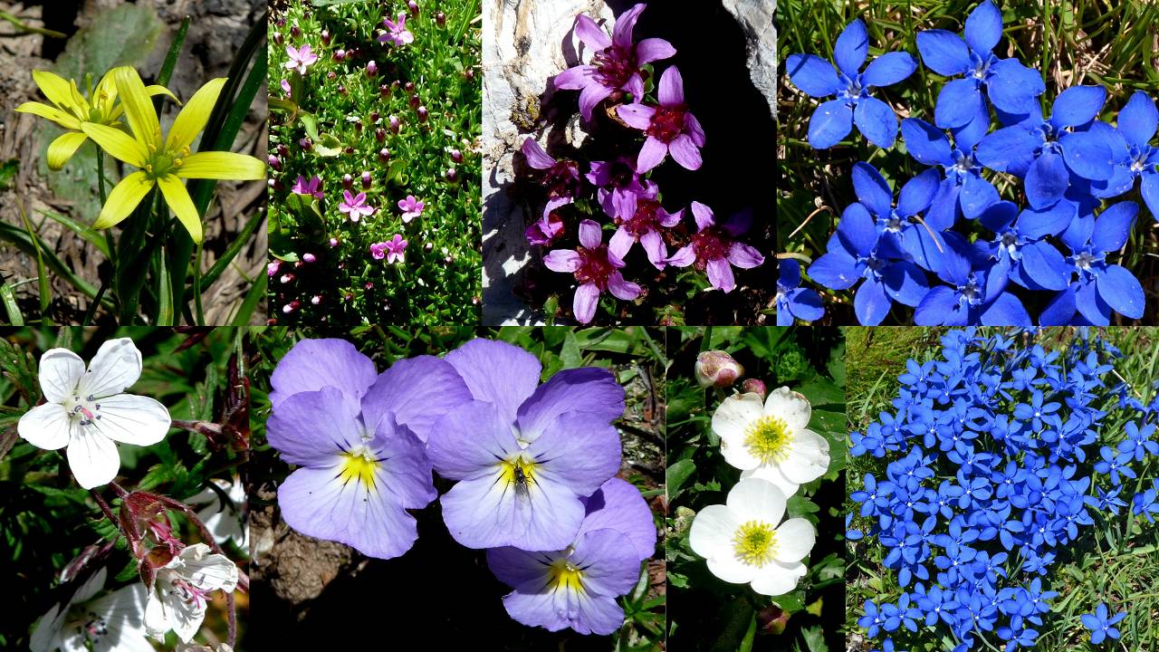 fleurs