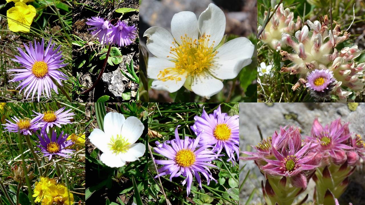 Fleurs