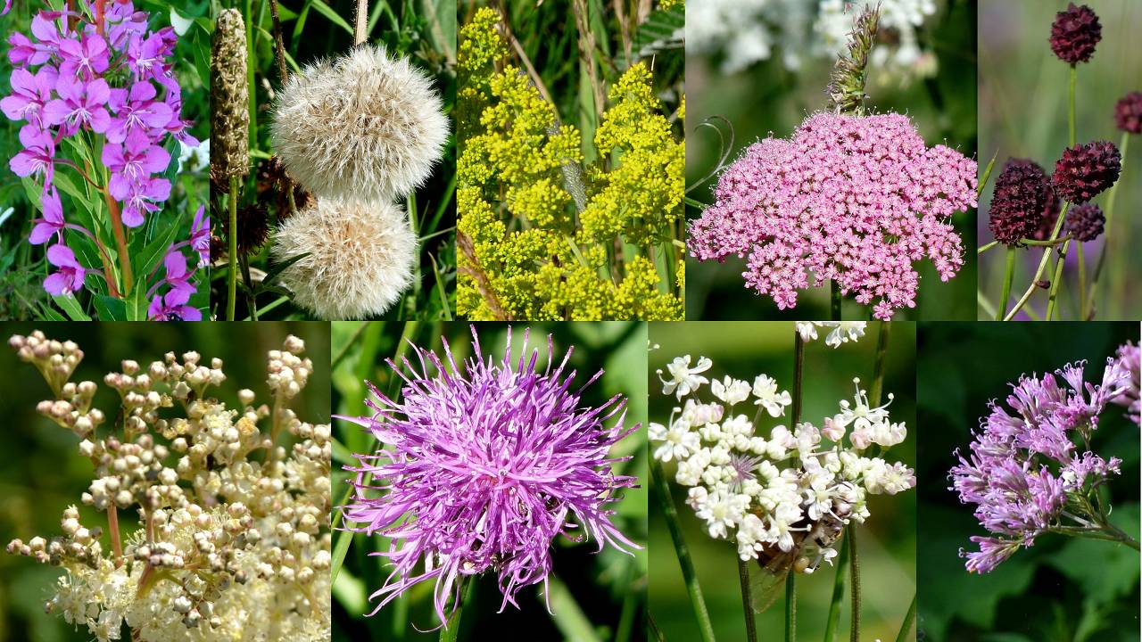 fleurs