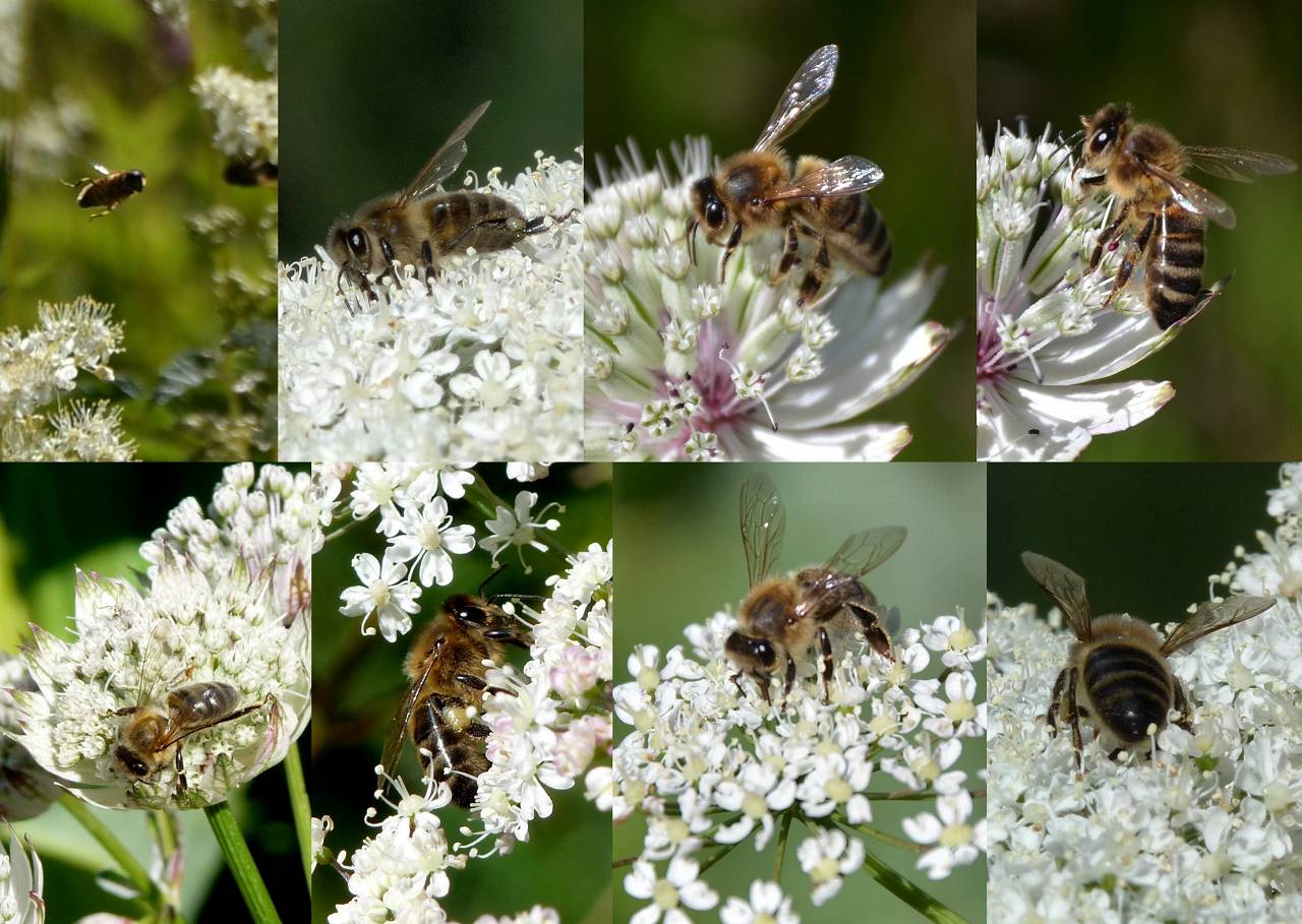abeilles