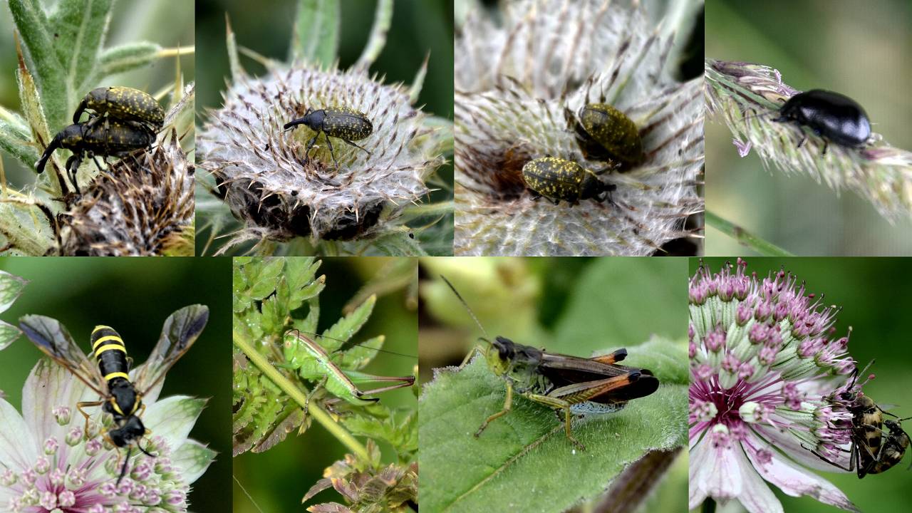 bestioles