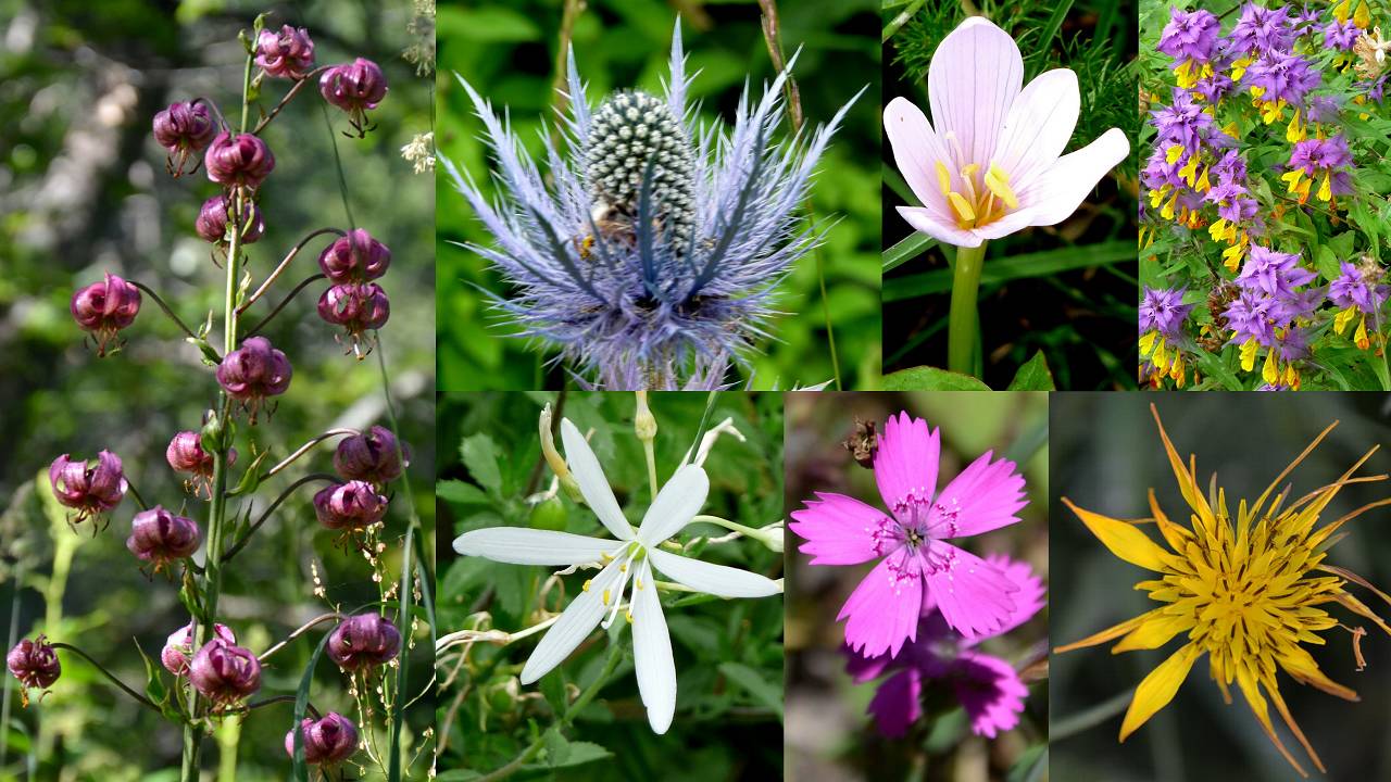 fleurs