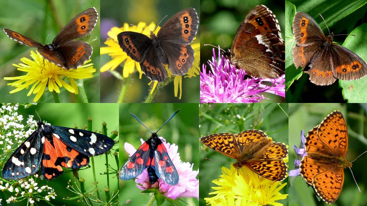 papillons