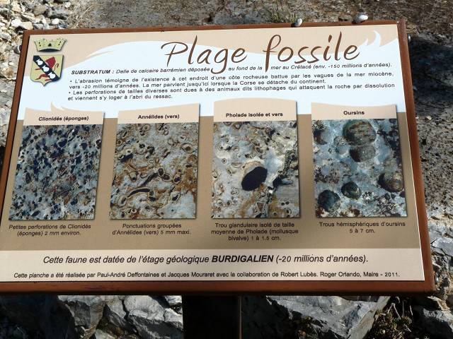 fossiles