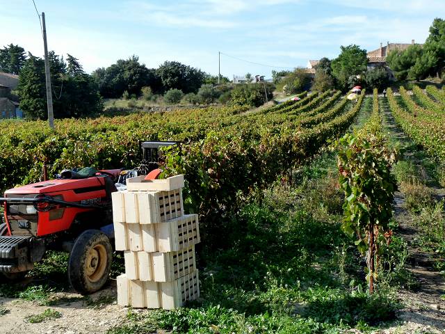 Vendanges