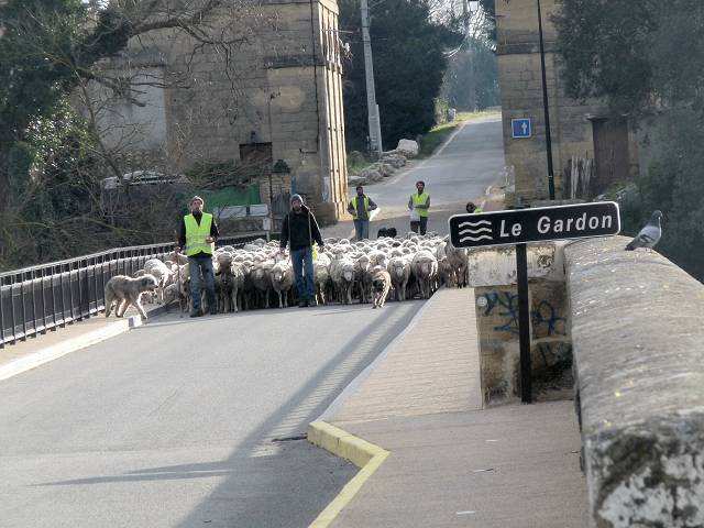 Moutons