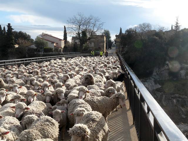 Moutons