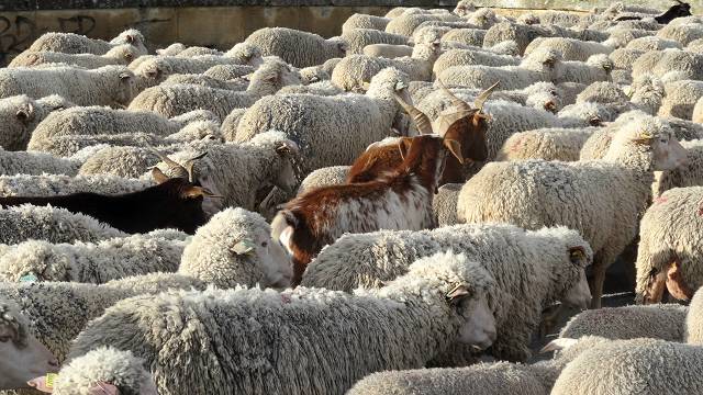 moutons