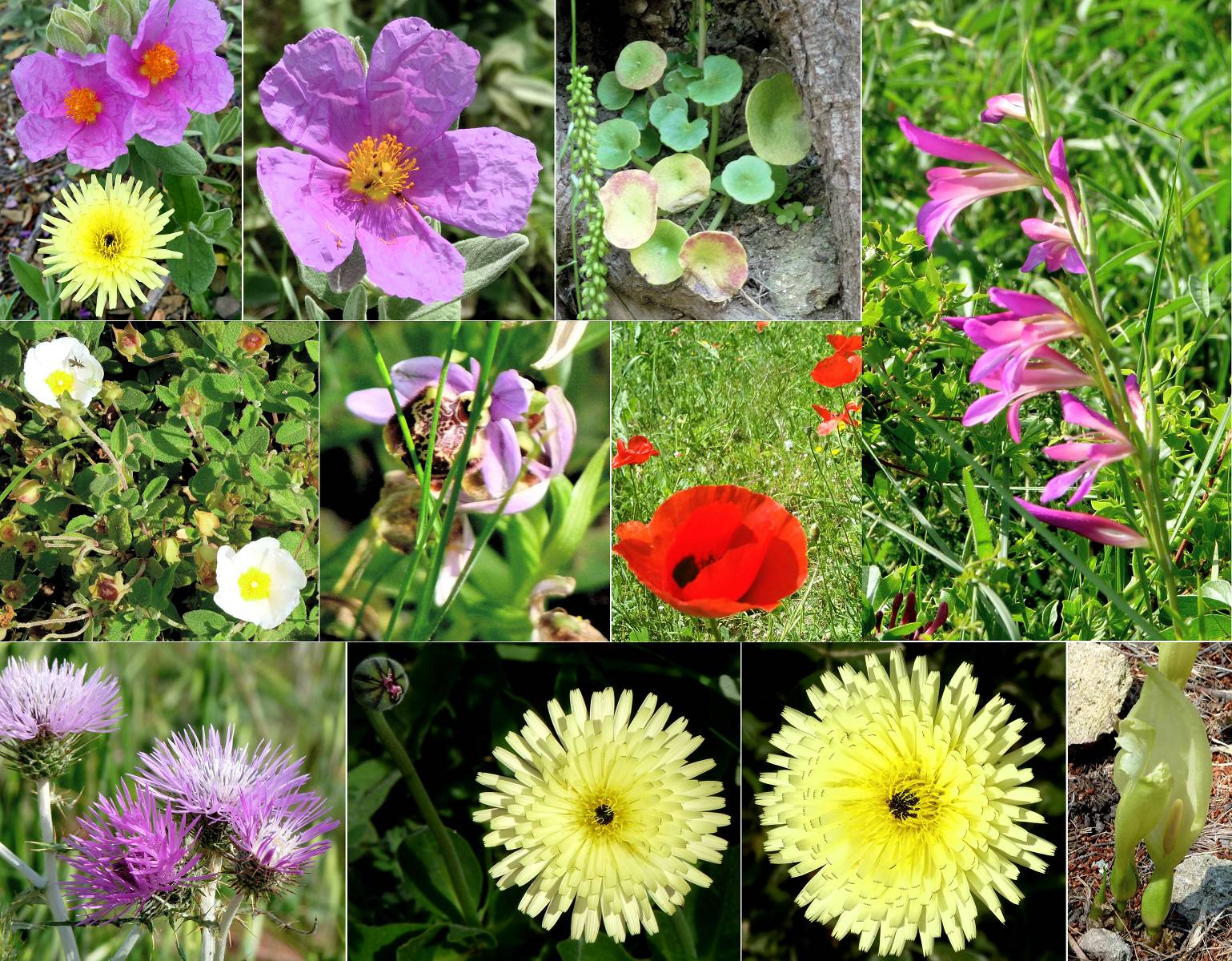 fleurs