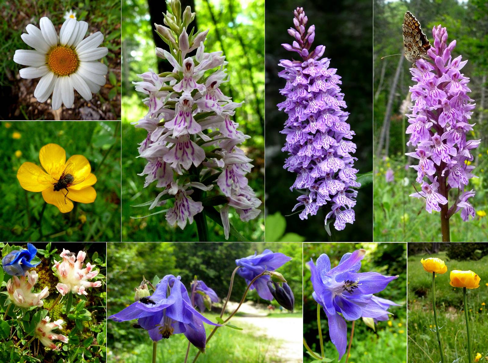 fleurs