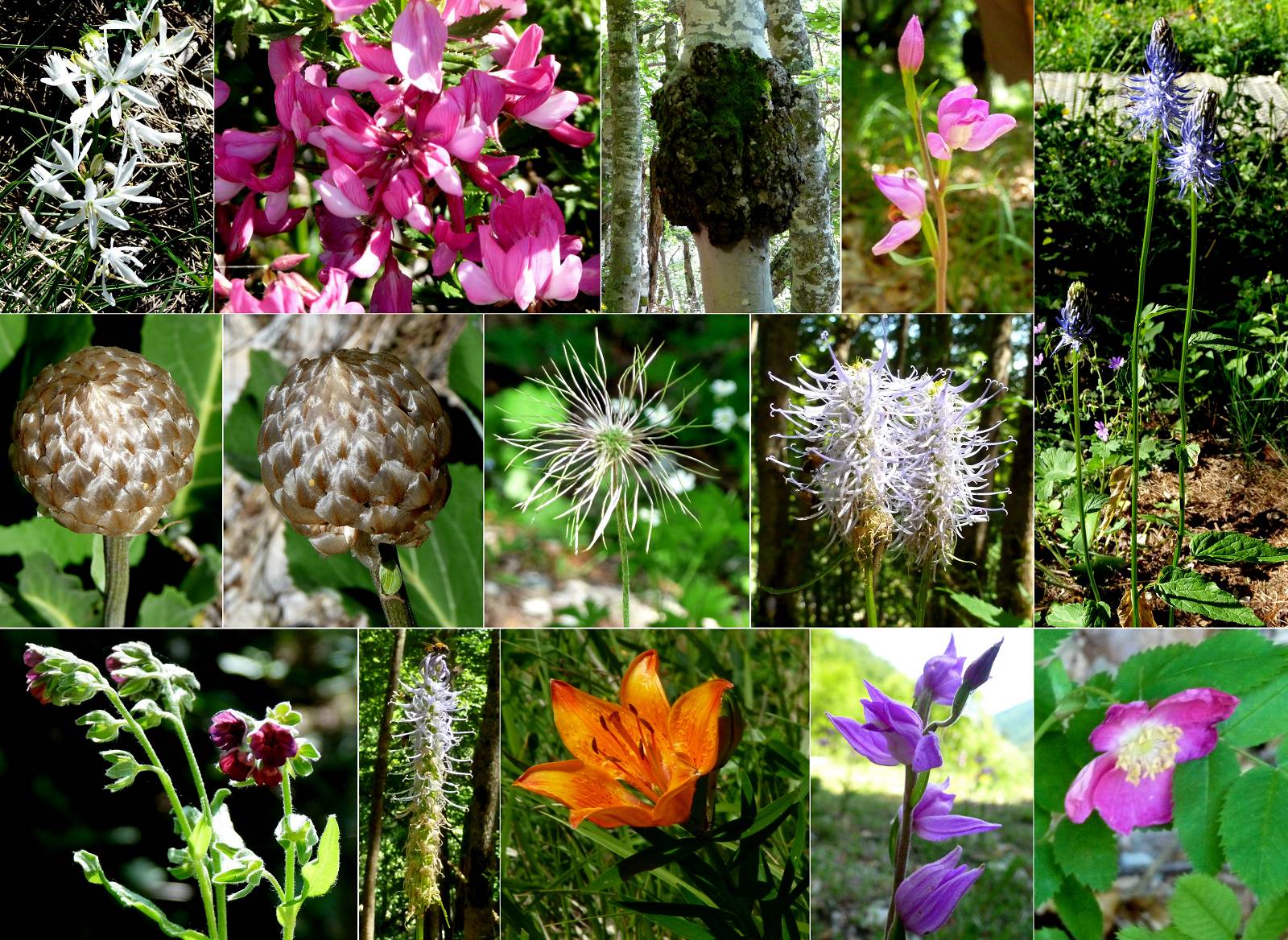 Fleurs