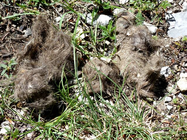 Crottes de loup